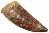 Serrated, Carcharodontosaurus Tooth - Huge Dinosaur Tooth #245564-1